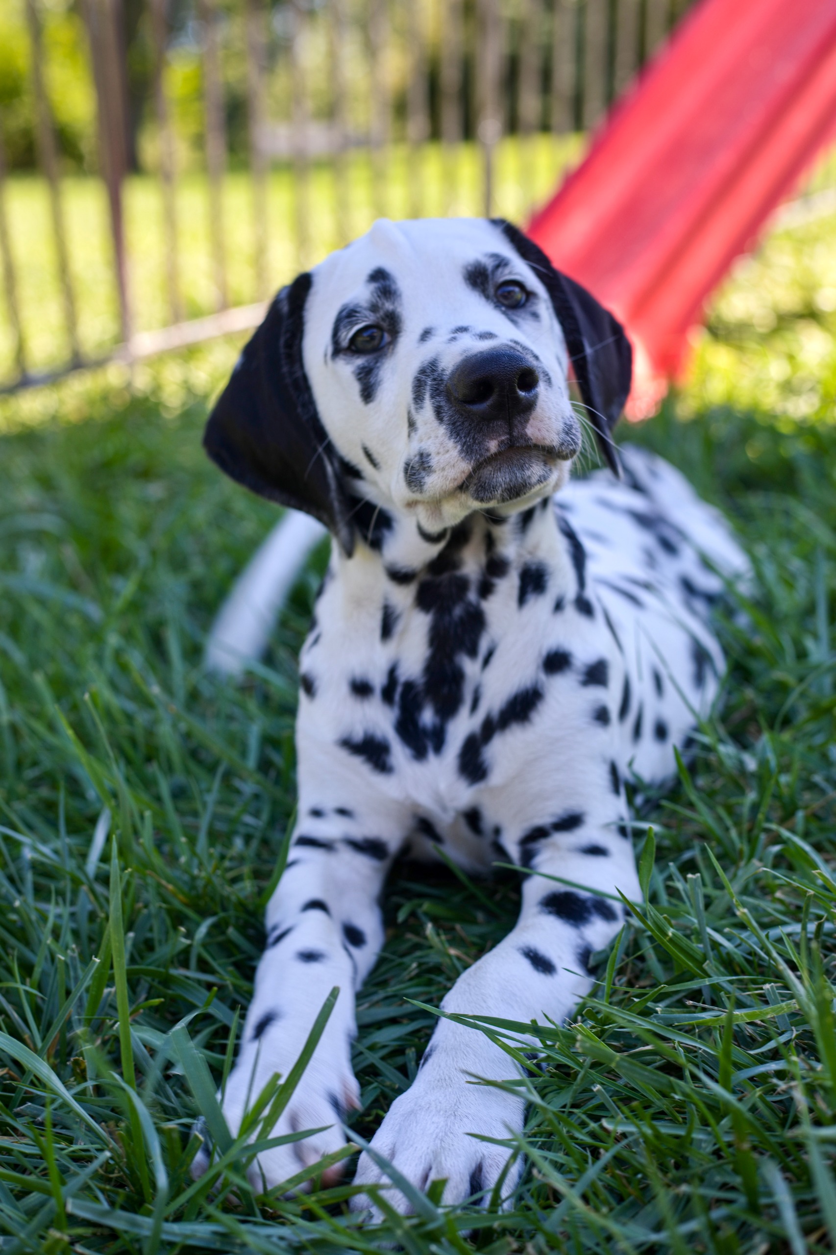 Litter A puppy photo 1