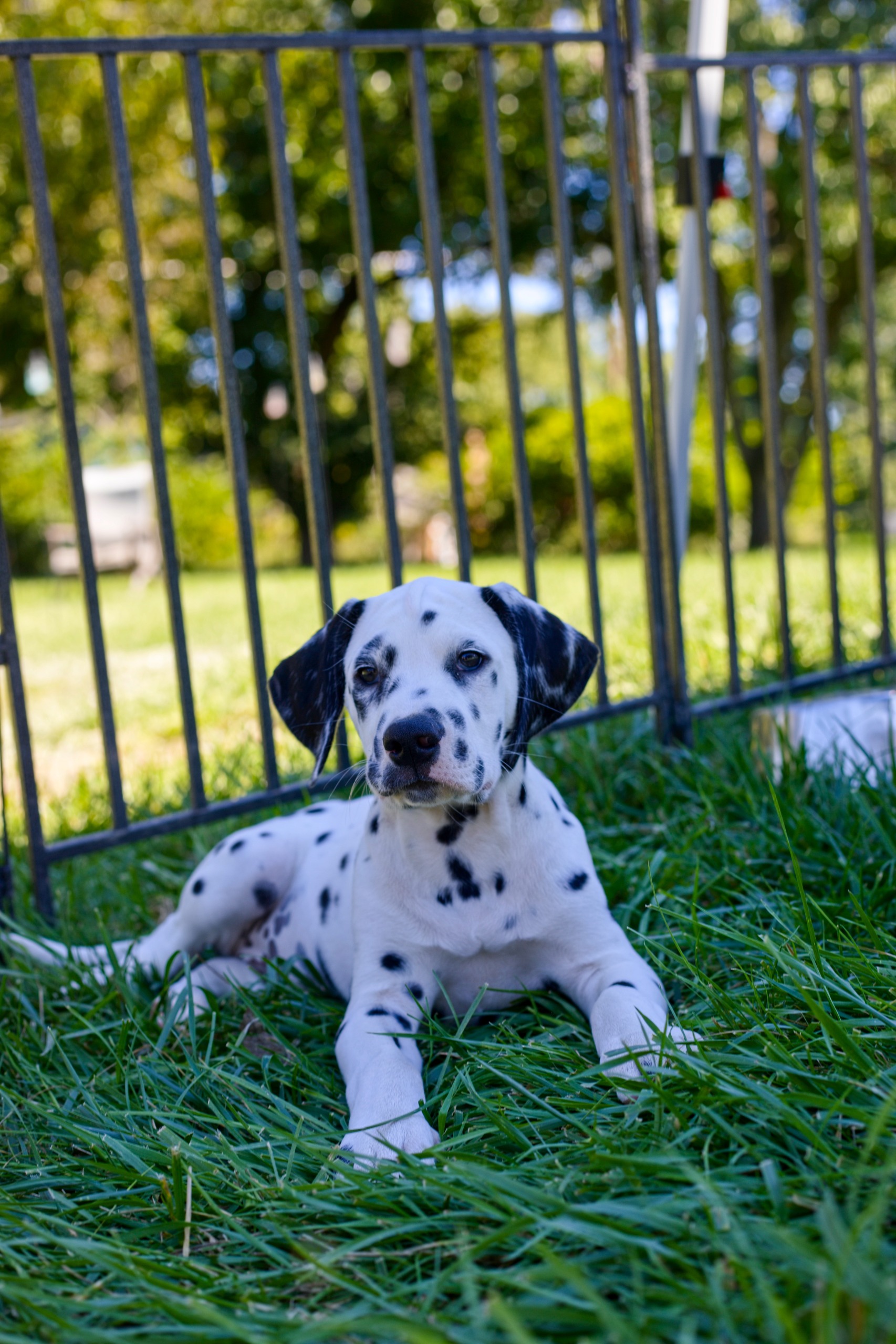 Litter A puppy photo 2