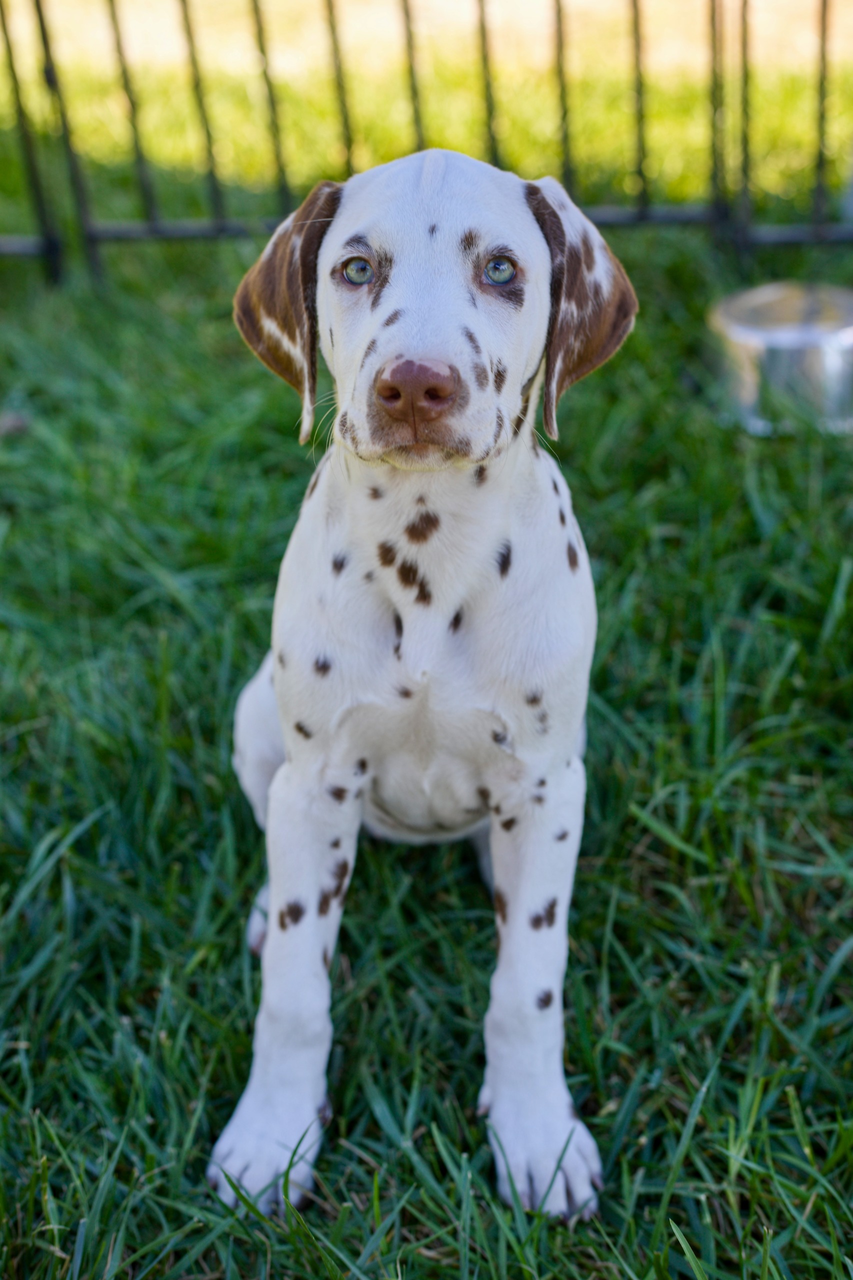 Litter A puppy photo 3