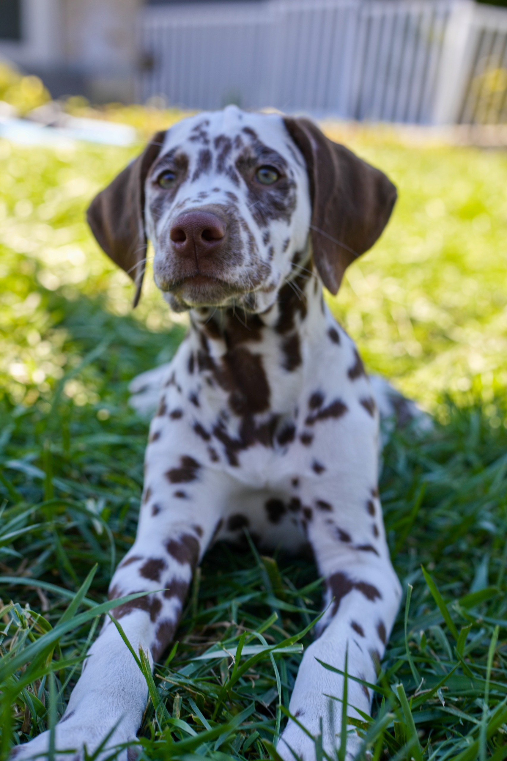 Litter A puppy photo 4